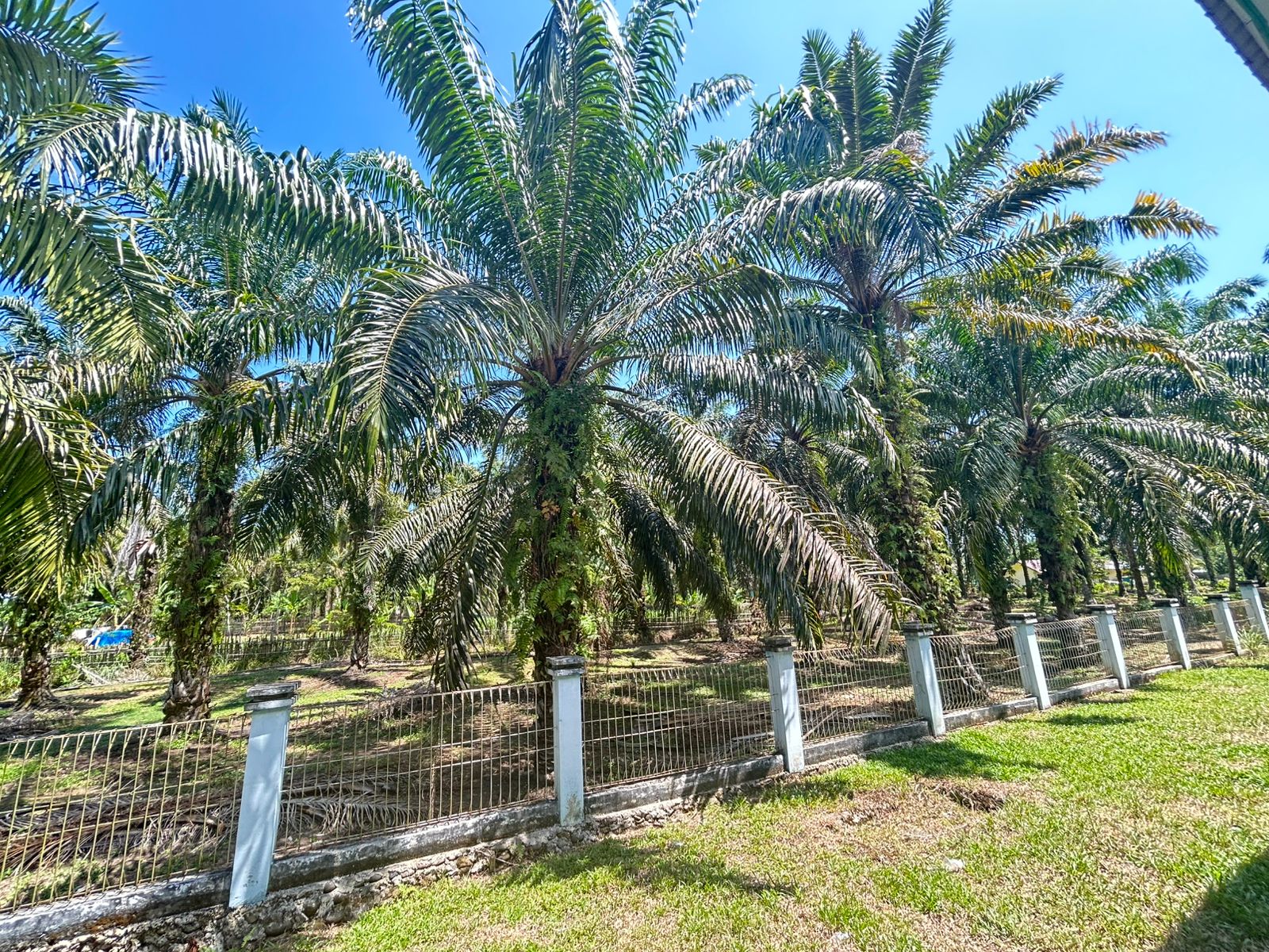 Harga TBS Sawit di Mukomuko Terus Melonjak Jelang HUT RI ke-80