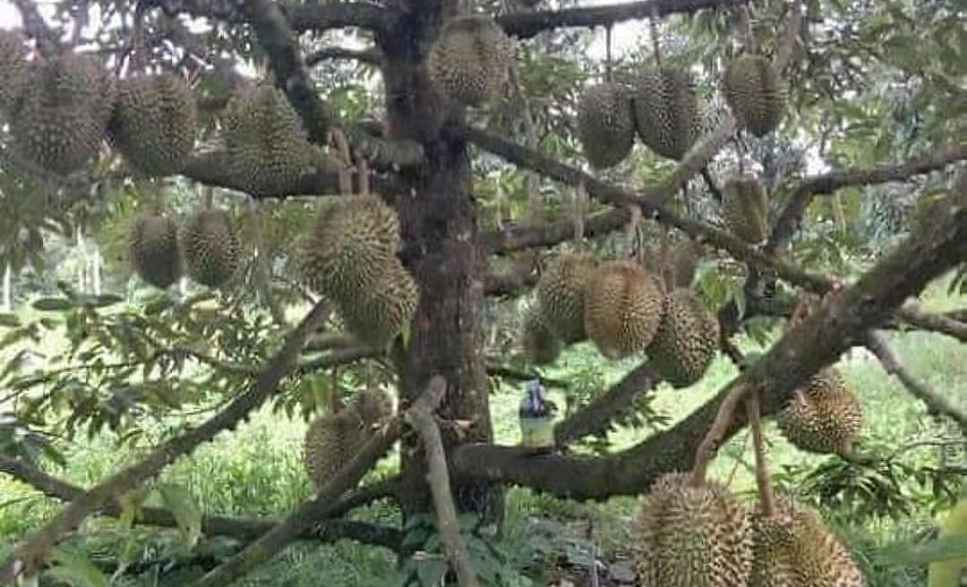 9 Langkah Mudah Budidaya Durian untuk Pemula yang Ingin Sukses