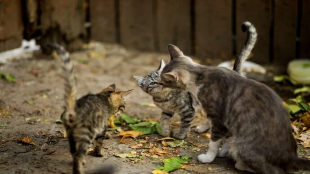 Mitos Kucing Liar Melahirkan di Rumah Menurut Kitab Primbon, Banjir Rezeki Bagi Pemilik Rumah 