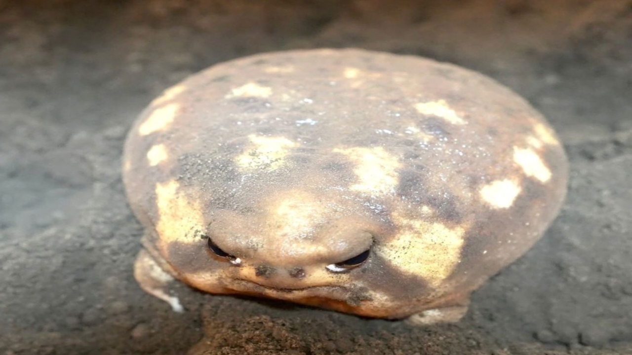 Fakta Menarik African Rain Frog, Katak yang Miliki Penampilan Unik