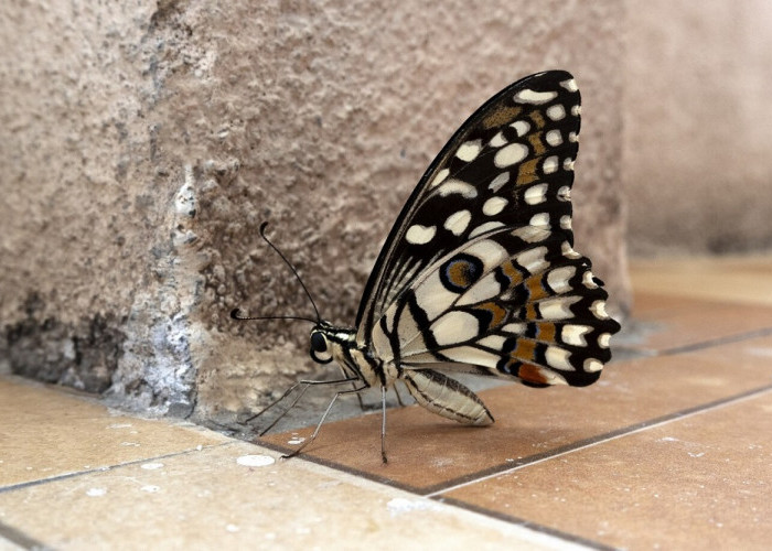 Deretan Mitos Kupu-kupu Masuk Rumah, Konon Sampaikan Kabar Baik Hingga Pertanda Kematian
