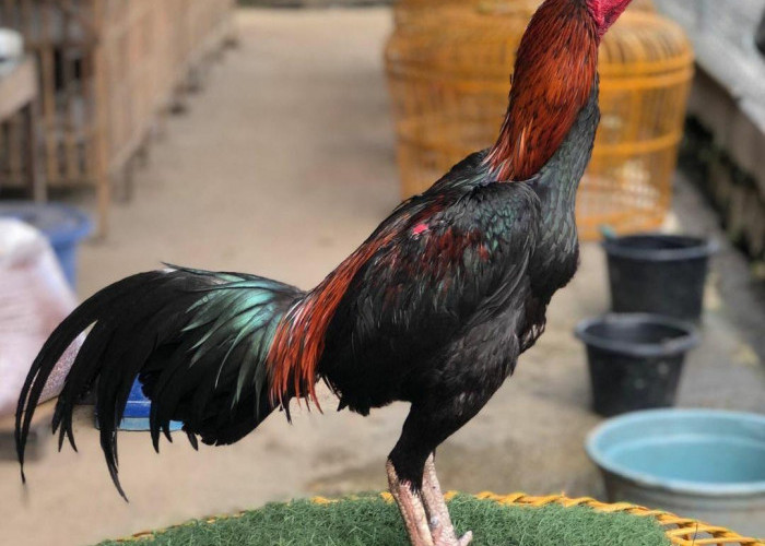 Cara Merawat Ayam Bangkok Dewasa dan Memberi Pakan yang Benar