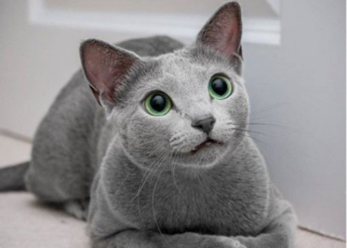 Kucing Russian Blue, Ras Kucing Populer dengan Mata Hijau, Memiliki Bulu Abu-Abu