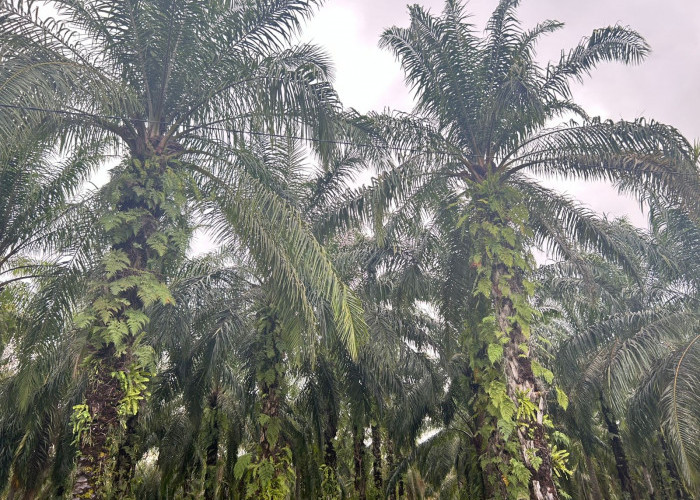 TBS Sawit di Mukomuko Kembali Merosot, Berikut Daftar Harga di 11 Pabrik