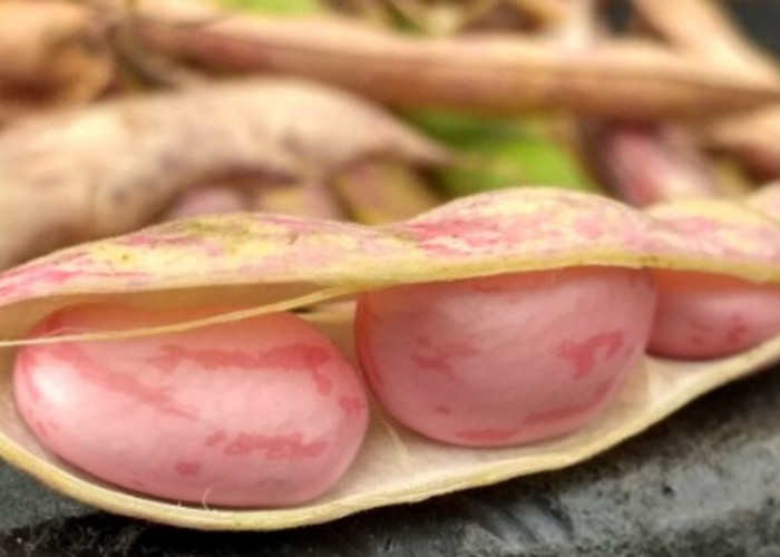 Mengandung Nutrisi dan Mineral, Kacang Merah dapat Mengontrol Nafsu Makan 