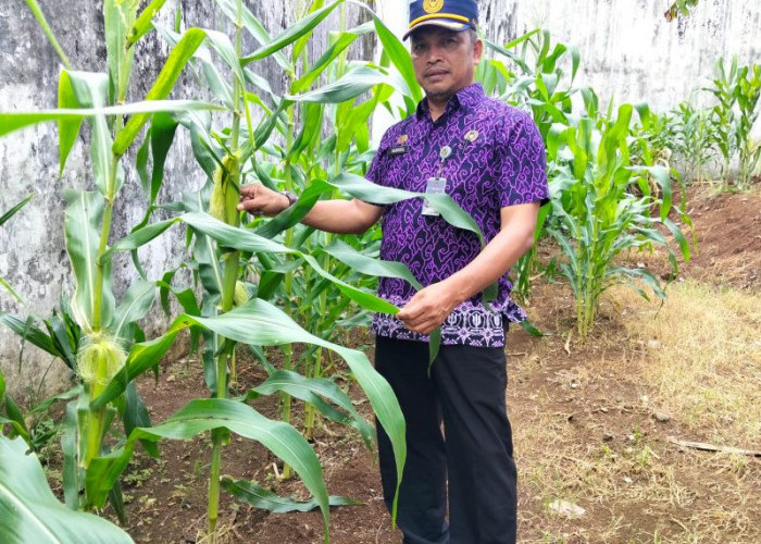 Lahan Pertanian Rutan Manna Digenjot, Jadi Program Ketahanan Pangan dan Pembinaan Warga Binaan
