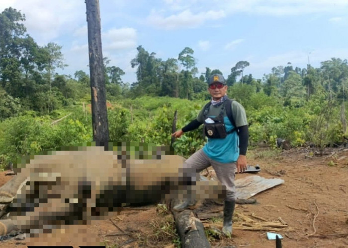 Induk dan Anak Gajah Sumatera Ditemukan Mati di Mukomuko, Ini Kronologinya