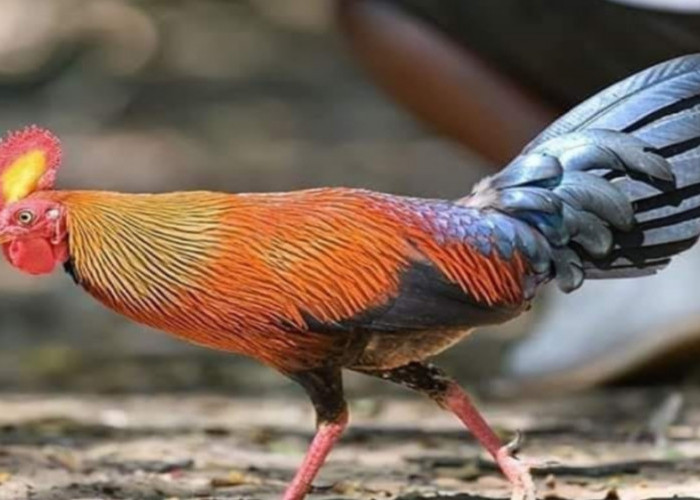 4 Jenis Ayam Hutan yang Terancam Punah di Dunia