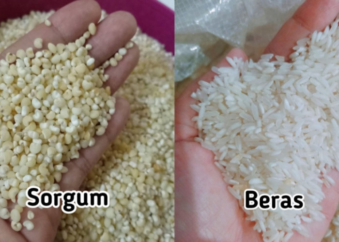 Sorgum vs Beras, Mana yang Lebih Baik?