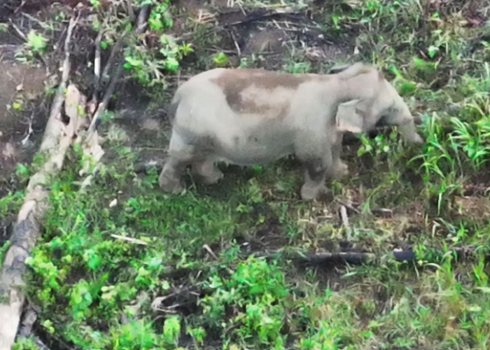 Drone Thermal Temukan 17 Gajah Liar di Seblat, Kabar Baik untuk Populasi Gajah Sumatera Bengkulu