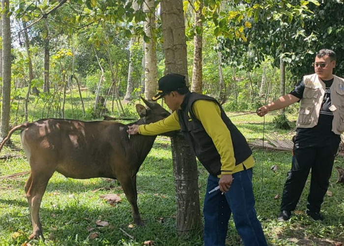 Peternak di Kaur Alami Kerugian Rp1,5 Miliar Akibat Wabah Penyakit Ngorok