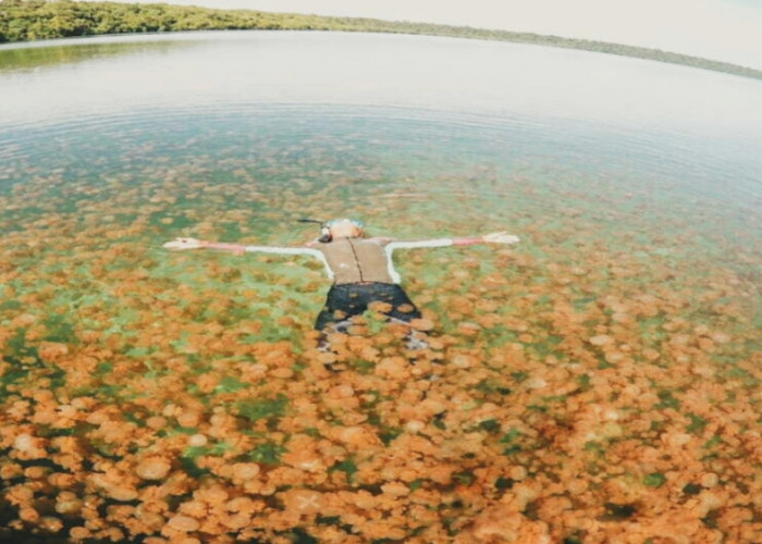 Eksplor Danau Kakaban, Danau Purba Surga Bagi Ubur-ubur Tak Menyengat