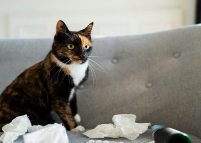 6 Tips Menghilangkan Bau Kencing Kucing yang Mengganggu dan Menyengat