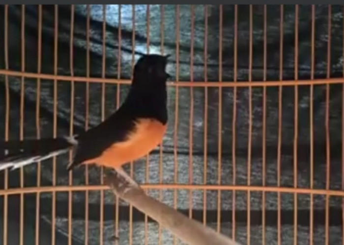 Kenali ciri-ciri Burung Murai Batu Bermental Juara, Jangan Salah Pilih