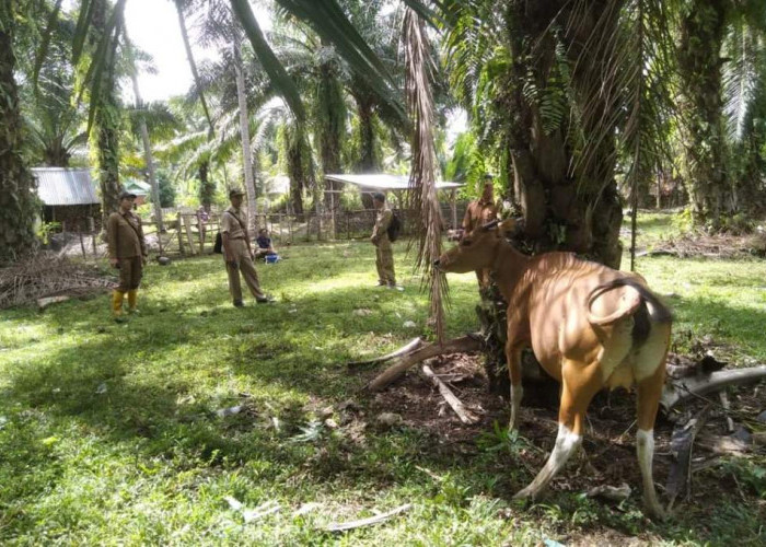 1.000 Ternak di Bengkulu Selatan Divaksinasi untuk Lawan Wabah Penyakit Ngorok