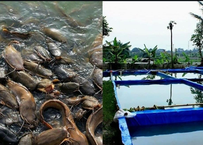 Langkah-langkah Beternak Ikan Lele dan Manfaatnya Bagi Peternak Pemula