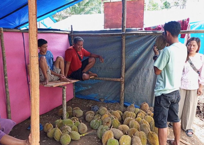 Jumlah Durian di Kedurang Menurun, Pedagang dan Petani Mengeluh Meski Harga Masih Terjangkau