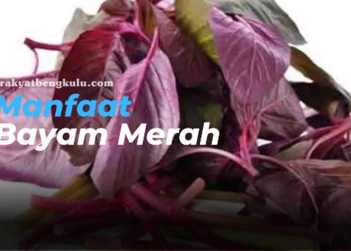 WOW, Ternyata Ini Manfaat Konsumsi Bayam Merah untuk Kecantikan yang Harus Anda Ketahui