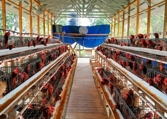 8 Cara Melakukan Perawatan Rutin Pada Ayam Petelur