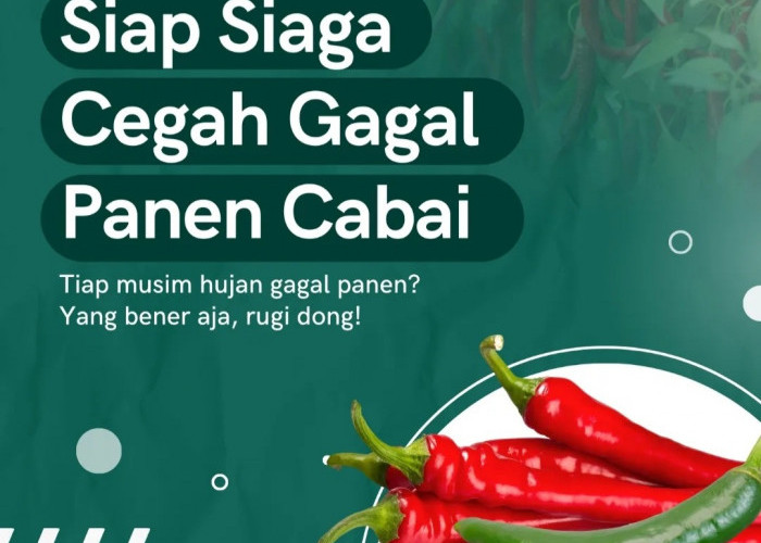 Musim Hujan Siaga Gagal Panen Tanaman Cabai, Ini Solusinya