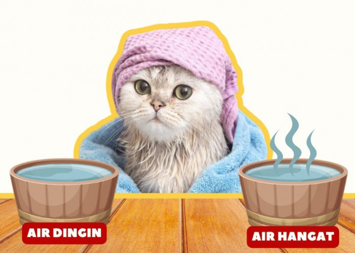 Mana yang Lebih Baik, Air Dingin atau Hangat untuk Mandikan Kucing? Simak Penjelasannya