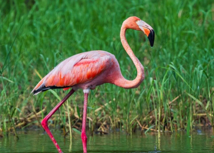 8 Fakta Menarik tentang Burung Flamingo, Keindahan dan Keunikan Satwa