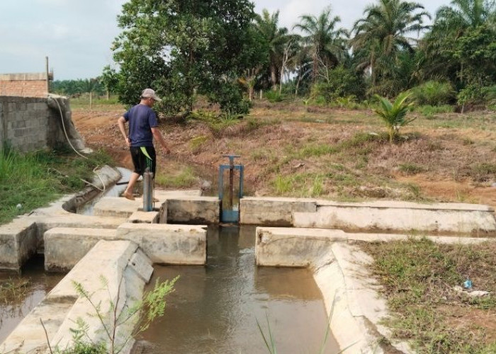 Pemkab Mukomuko Usulkan Pembangunan Irigasi di 20 Titik untuk Cegah Alih Fungsi Sawah