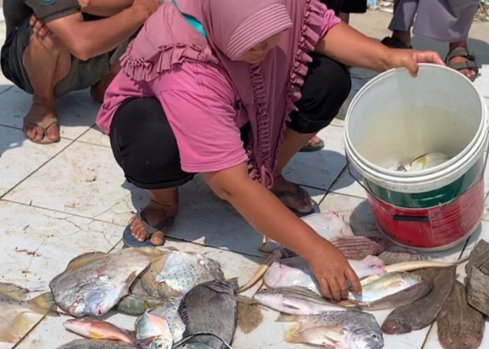  WOW ! Pedagang Ikan Keliling Masuk Usulan BPJS Ketenagakerjaan, Program Pemda Seluma, Berikut Jumlahnya