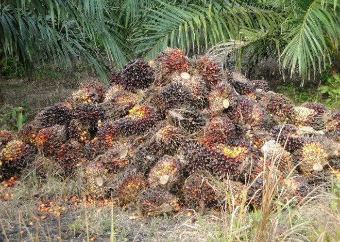 Harga Sawit Mukomuko Naik Lagi, 6 Pabrik Kompak Tambah Rp30 per Kg, TBS Tembus Rp2.980