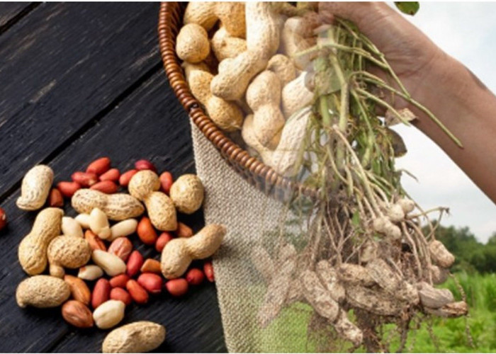 Fakta dan Mitos Seputar Kacang Tanah, Bisa Menjaga Berat Badan,  Menurunkan Risiko Terkena Kanker