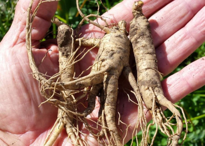 10 Manfaat Luar Biasa dari Akar Ginseng yang Bisa Meningkatkan Sistem Imun