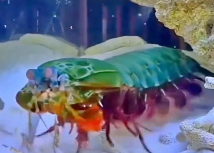 Udang Mantis Disebut Sebagai Petinju Handal, Miliki Kemampuan Penglihatan Luar Biasa