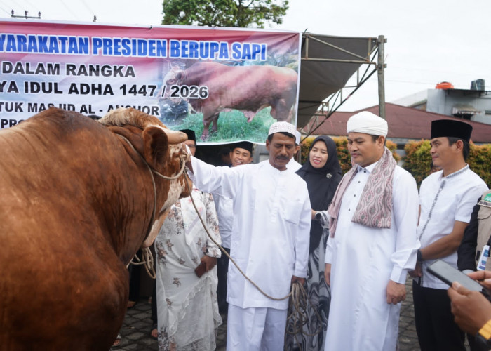Pemprov Bengkulu Serahkan Sapi Kurban Presiden Berbobot 1,1 Ton di Masjid Al-Anshor