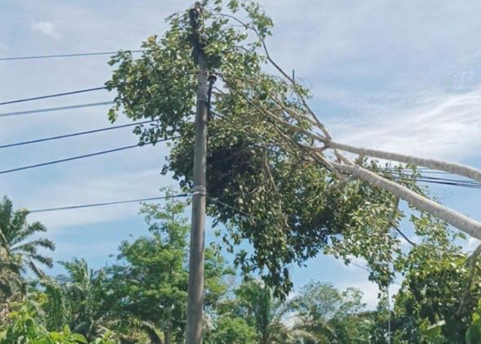 Pemadaman Listrik di Ulu Talo, Cuaca Ekstrem dan Tanam Tumbuh Jadi Penyebab Utama