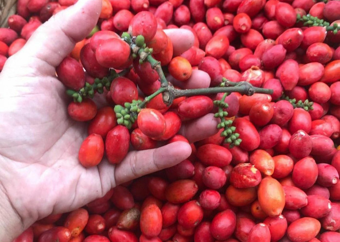 7 Keajaiban Buah Melinjo untuk Kesehatan, Salah Satunya Bisa Meningkatkan Sistem Kekebalan Tubuh