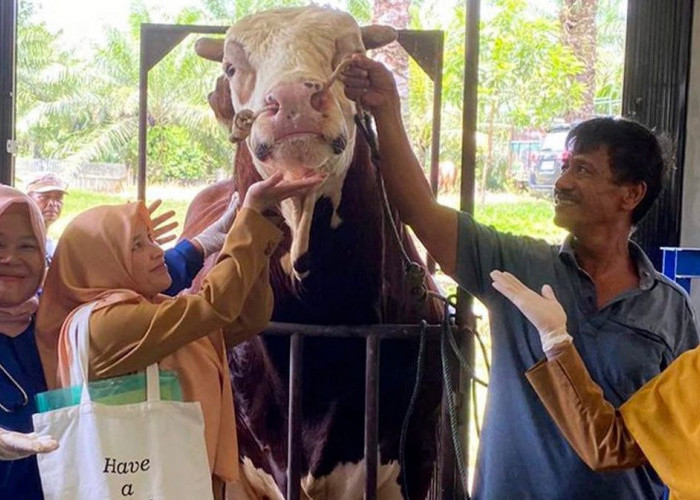 52 Kerbau di Mukomuko Terjangkit Penyakit Ngorok, Dinas Pertanian Imbau Peternak Urus SKKH Jelang Idul Adha