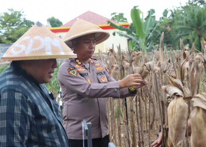 Polres Mukomuko Panen Raya Jagung, Dukung Ketahanan Pangan Nasional Bersama Presiden RI