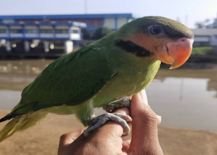 8 Fakta Unik Burung Betet Enggano, Spesies Langka dari Pulau Enggano Bengkulu