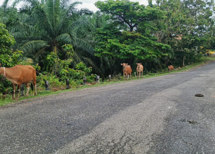 PAD Penertiban Ternak Liar di Kaur Tembus Rp37 Juta, Jauh Lampaui Target 2025