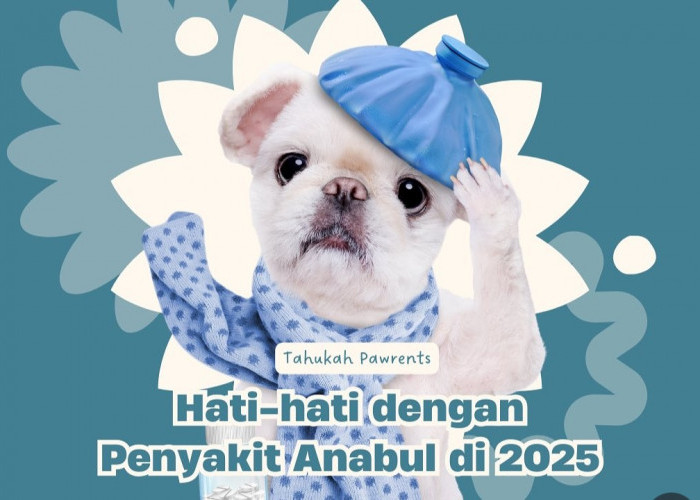 Waspada Canine Influenza, Penyakit Berbahaya yang Mengintai Anjing di Tahun 2025