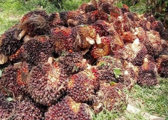 Harga Sawit Mukomuko Turun Lagi Rp30, Selisih dengan Harga Acuan Makin Lebar