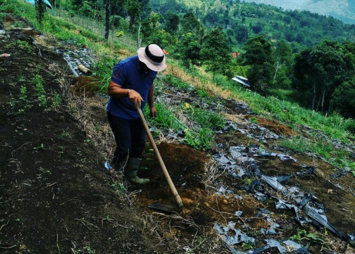 8 Langkah Cara Persiapan Lahan untuk Budidaya Jeruk Manis