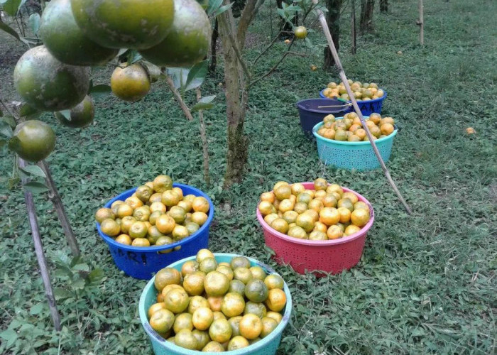 7 Langkah Cara Pemanenan Buah Jeruk Manis