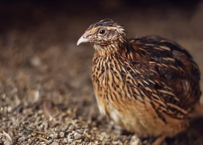 Sejarah Pemeliharaan Burung Puyuh oleh Manusia, Ternyata Sudah Berlangsung Sejak Ribuan Tahun Lalu