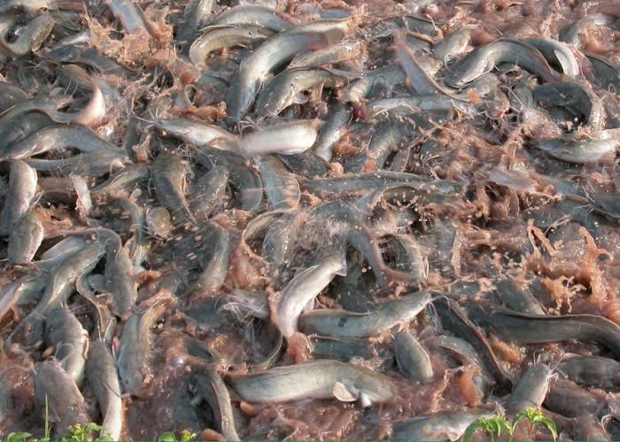 Ini Penyebab Ikan Lele Menjadi Kanibalisme dan Saling Memangsa, Peternak Wajib Tahu Cara Mengatasinya