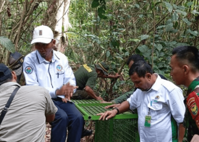 Kembalikan 2 Harimau di Kawasan Perkebunan ke Habitat Asli, BKSDA Bengkulu Pasang Perangkap