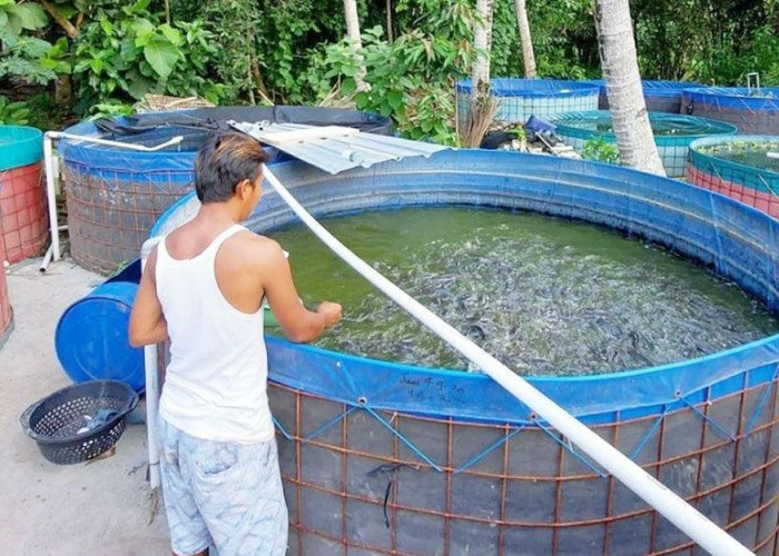 6 Cara dan Waktu yang Tepat Mengganti Air Kolam Ikan Lele, Perhatikan Agar Tidak Mati