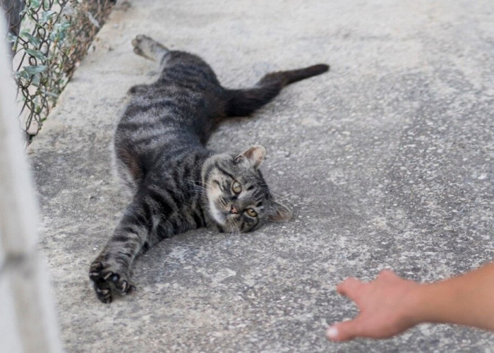 5 Mitos Pembawa Sial yang Beredar di Tengah Masyarakat, Menabrak Kucing Hingga Rumah Tusuk Sate