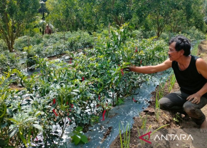 Rejang Lebong Awasi Ketat 12.912 Ton Pupuk Subsidi, Kios Jual di Atas HET Terancam Dicabut Izin