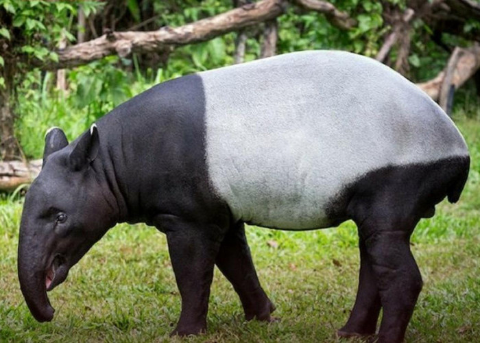 Mengenal 10 Fakta Menarik tentang Hewan Tapir yang Hampir Punah